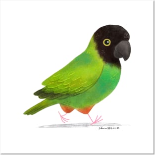 Nanday Parakeet Posters and Art